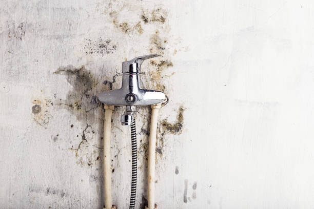 Best Professional Mold Removal  in St Joseph, MO