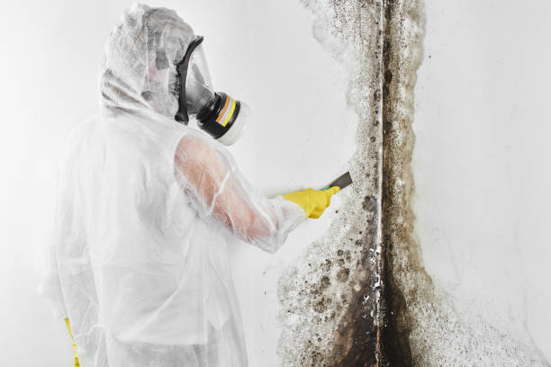 St Joseph, MO Mold Removal Company
