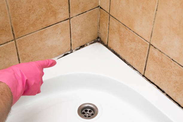 Best Local Mold Removal Service  in St Joseph, MO